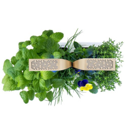 Véritable CONNECT - weiß/champagner + 4 Kräuternachfüllungen