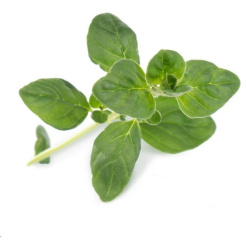 Véritable Lingot Süßes Basilikum - Bio