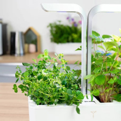 Véritable Lingot Oregano - Bio