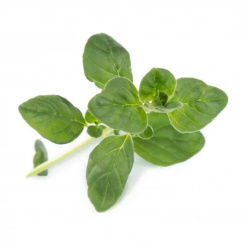 Véritable Lingot Oregano - Bio