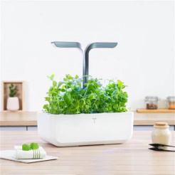 Véritable Lingot Marokkanische Minze - BIO