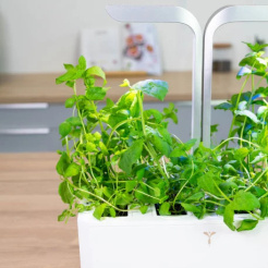 Véritable Lingot Marokkanische Minze - BIO