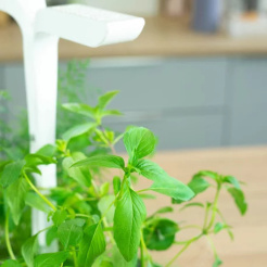 Unbeschreibliches Lingot Thai-Basilikum - BIO