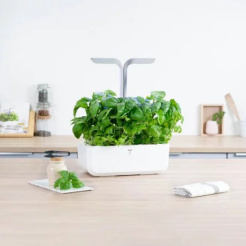 Véritable Lingot Mammut-Basilikum