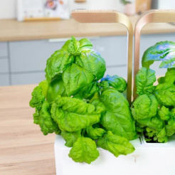 Véritable Lingot Mammut-Basilikum