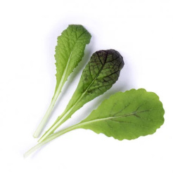 Véritable Lingot Rotblättriger Senf - BIO