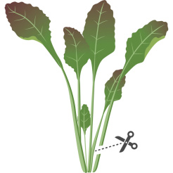 Véritable Lingot Rotblättriger Senf - BIO