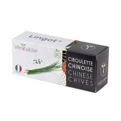 Véritable Lingot Chinesischer Schnittlauch
