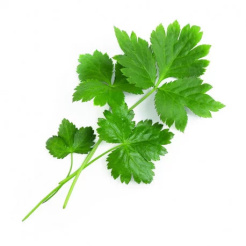 Véritable Lingot Japanische Petersilie Mitsuba