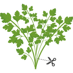 Véritable Lingot Japanische Petersilie Mitsuba