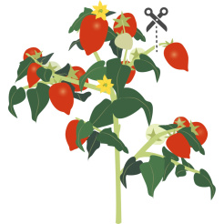 Véritable Lingot Rote Mini-Tomate