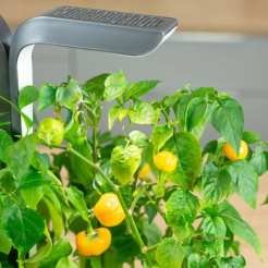 Véritable Lingot Gelbe Mini-Paprika - BIO