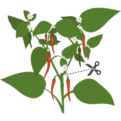 Véritable Lingot Cayenne Chili scharf