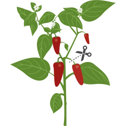 Véritable Lingot Jalapeño Chilischote