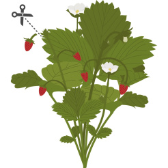 Véritable Lingot Rote Walderdbeeren