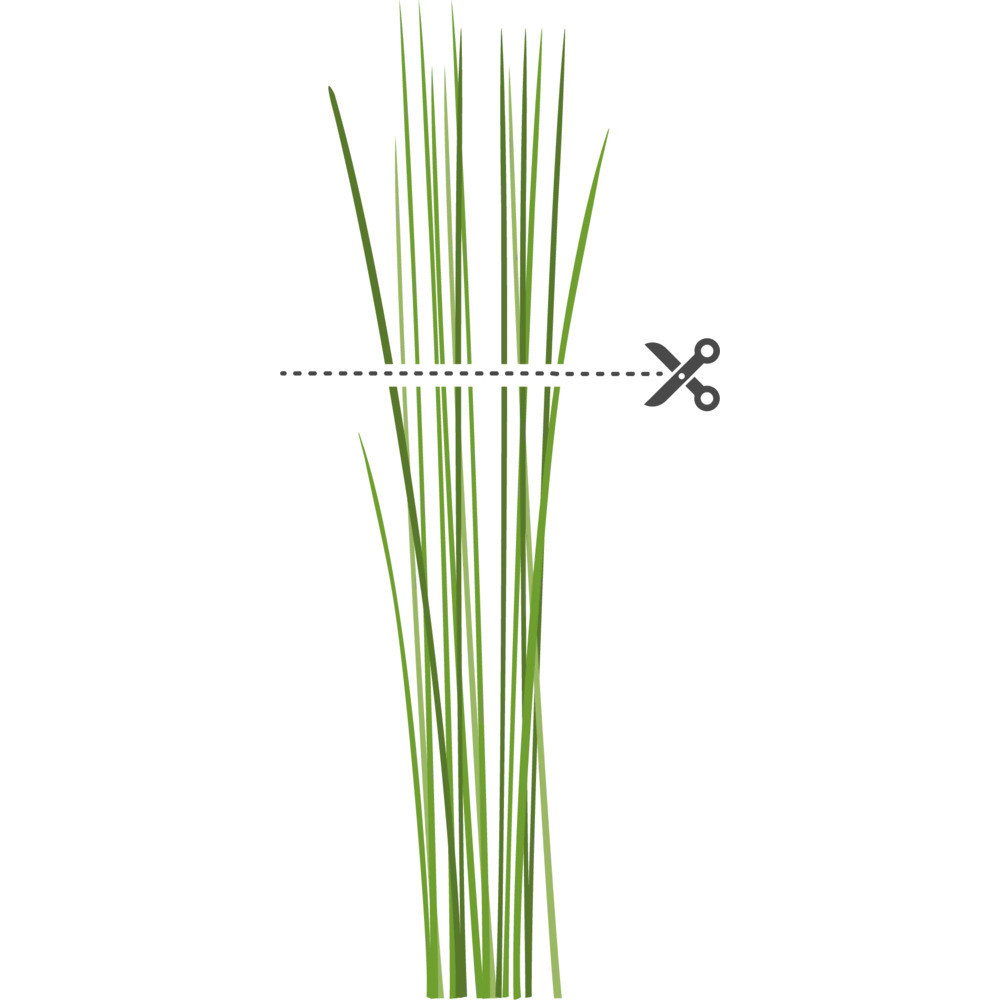 Tipps für einen erfolgreichen Schnittlauchanbau