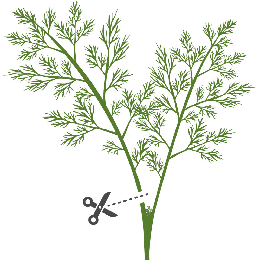 Tipps für einen erfolgreichen Anbau