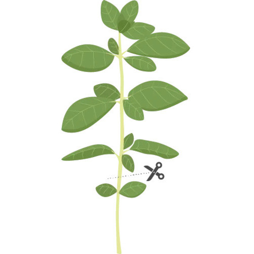 Tipps für einen erfolgreichen Anbau