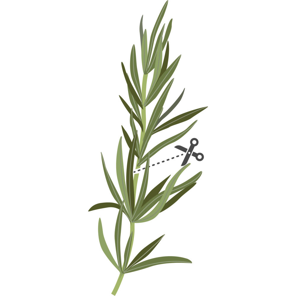 Tipps für einen erfolgreichen Anbau