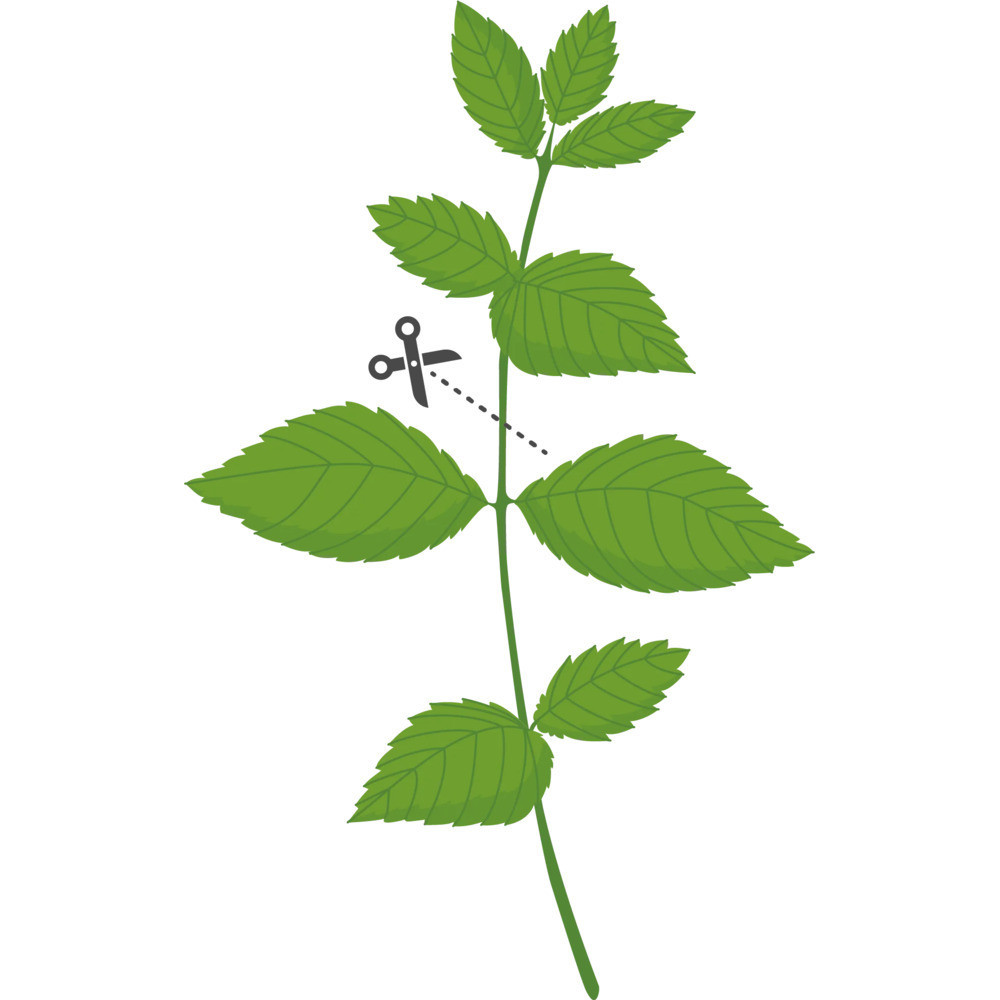 Tipps für einen erfolgreichen Anbau